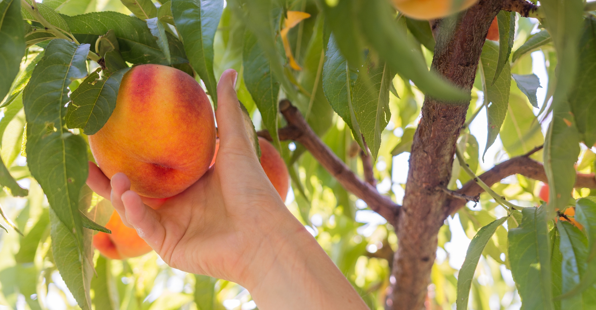 GIF Gemüse Leonding